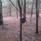 Deer Camera 3