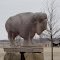 buffalo, limestone sculpture by Pete Felten, Hays, KS