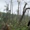 Summerhill Tornado Damage 2011