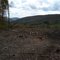 Steam Mill State Forest