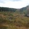 Arctic China State Forest