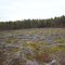 Pine Hill State Forest