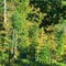 Fall Foliage