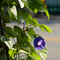 Flowering vine