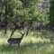 Deer Grazing At Stillhouse Resevoir Spring 2010