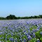 2012 Bluebonnets
