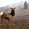 Wintering Elk