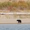 Black Bear cruising the beaches of Lake Roosevelt during our vacation with Dakota Columbia Houseboats