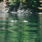 Pine L 06-24-06 112
