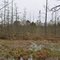 Tamarack Swamp @ Round Lake County Park