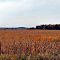 New Auburn Sedge Meadow State Natural Area