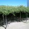 World,s largest rose bush is in Tombsotne, AZ, and  blooming right now