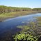 The Aucilla threads its way through the nearly dry marsh