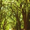 old plantation road, Greenville-Quitman road, Ashville, Florida (11-19-2006)