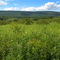 Near Swatara Gap on the AT