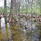Crypess Swamp at Dawes