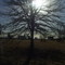Tree and Oil Well