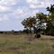 Buffalo at The Rough Creek Lodge, Texas