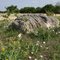 Wildflower & rock