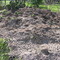 ant hill, Brackettville, Texas