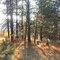 Swak Cemitary near Cle Elum WA