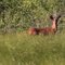 Taylor Pond Mt Vernon Deer