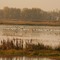 Coyote catches a duck in the wetlands