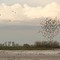 Shorebird flock at Merced NWR, 21st March 2009