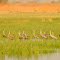 Sandhill Cranes