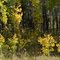 Gilpin County2 2640m -2011-