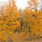 Aspen fall colors