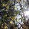 Sunshine Through the Trees