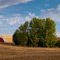 Palouse Farm