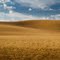 Golden Fields