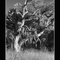 Old Tree