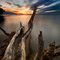 Driftwood Dreams