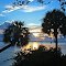 palm tree sunrise