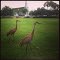 Aves em Port Saint Lucie
