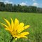 Field in Leonard Preserve