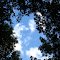 Sky above the woods in Sharon Short Hills Nature Preserve
