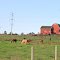 Horses Grazing on Woodlane Farm, 10731 Pleasant Lake Road, Freedom Township, Michigan