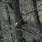 Fox Squirrel