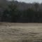 White Tailed Deer
