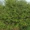 Burning Bush