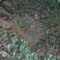 Sandstone