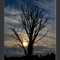 Old Tree
