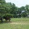 Western Kentucky horses