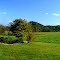 The Back Yard