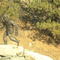 The Sasquatch!