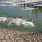 pogo swim team
